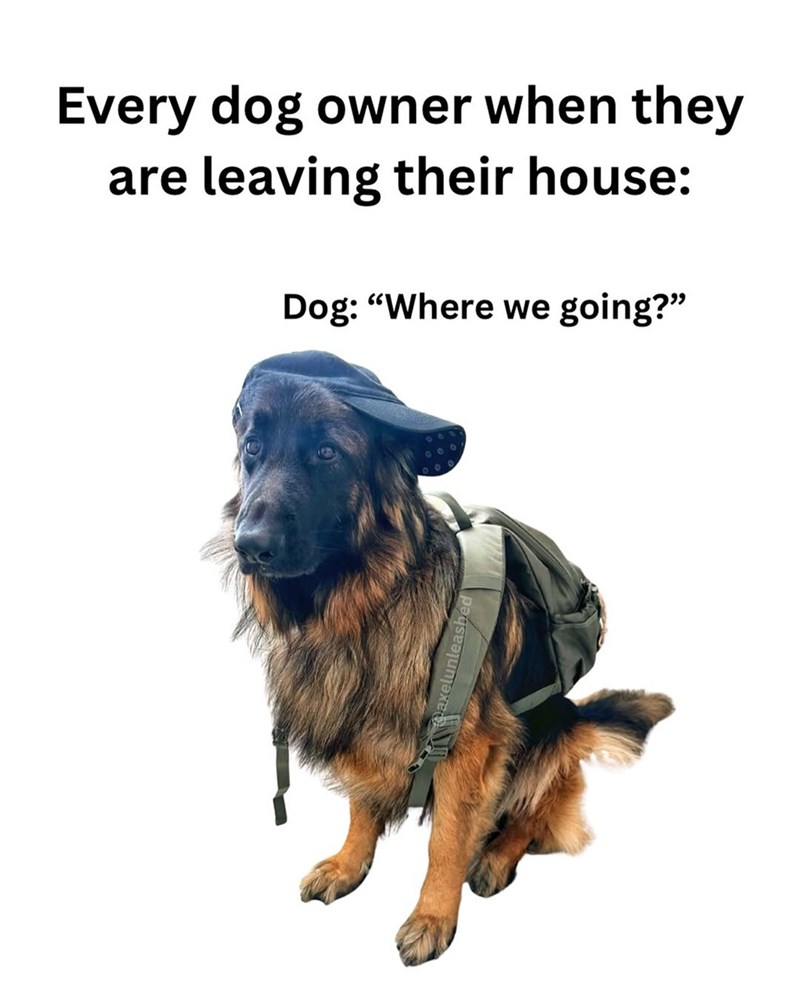 Every dog owner when they are leaving their house: Dog: "Where we going?" axelunleashe