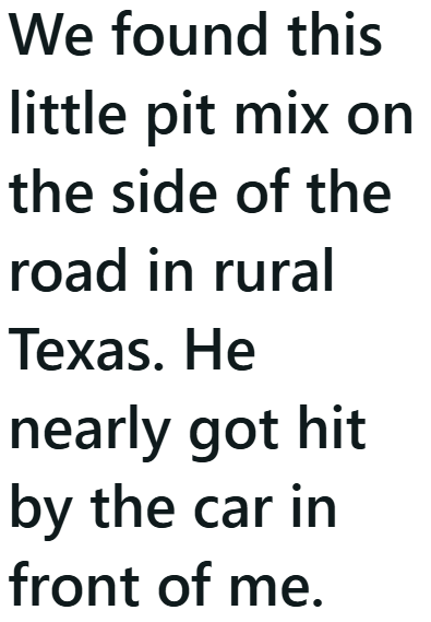 We found this little pit mix on the side of the road in rural Texas. He nearly got hit by the car in front of me.