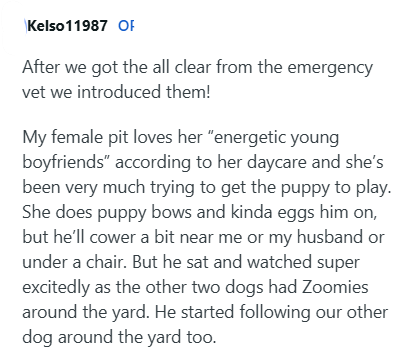 Kelso11987 OF After we got the all clear from the emergency vet we introduced them! My female pit loves her "energetic young boyfriends" according to her daycare and she's been very much trying to get the puppy to play. She does puppy bows and kinda eggs him on, but he'll cower a bit near me or my husband or under a chair. But he sat and watched super excitedly as the other two dogs had Zoomies around the yard. He started following our other dog around the yard too.