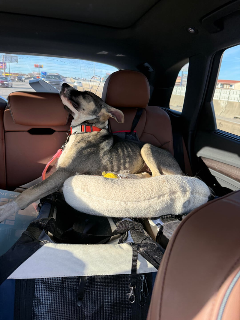 Cheezburger Image 10621596672