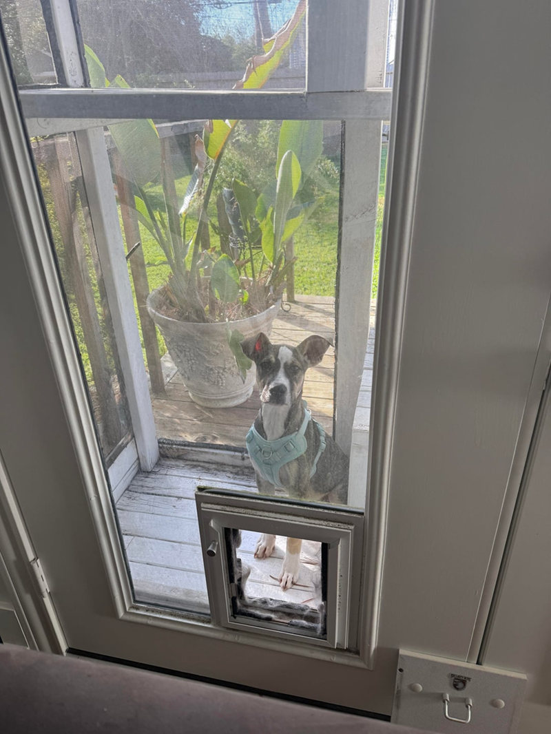 Cheezburger Image 10621597440