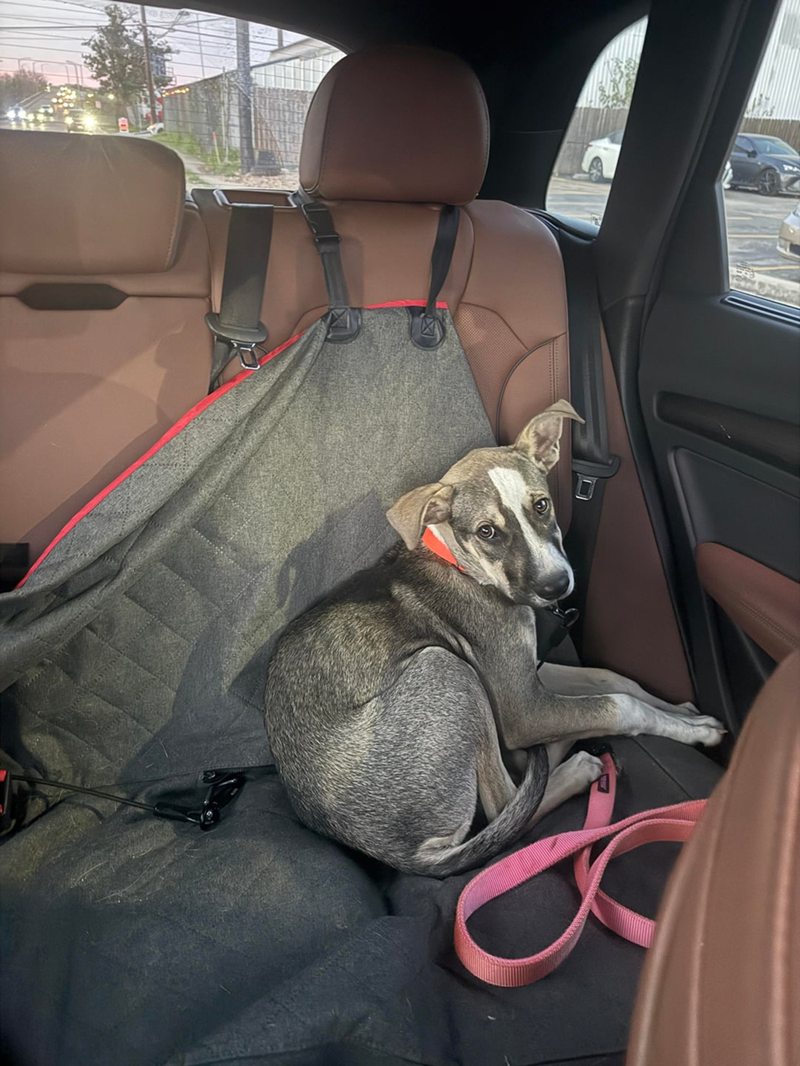 Cheezburger Image 10621597696