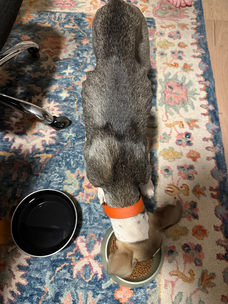 Cheezburger Image 10621597952