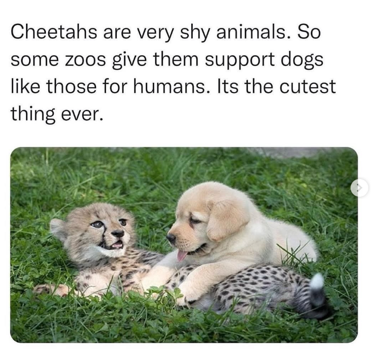Cheetahs are very shy animals. So some zoos give them support dogs like those for humans. Its the cutest thing ever.