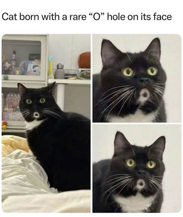 Cat born with a rare "O" hole on its face