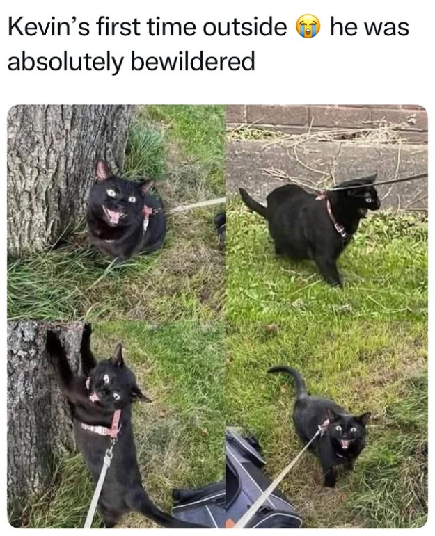 Kevin's first time outside he was absolutely bewildered