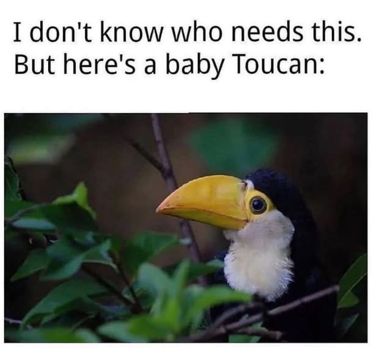I don't know who needs this. But here's a baby Toucan: