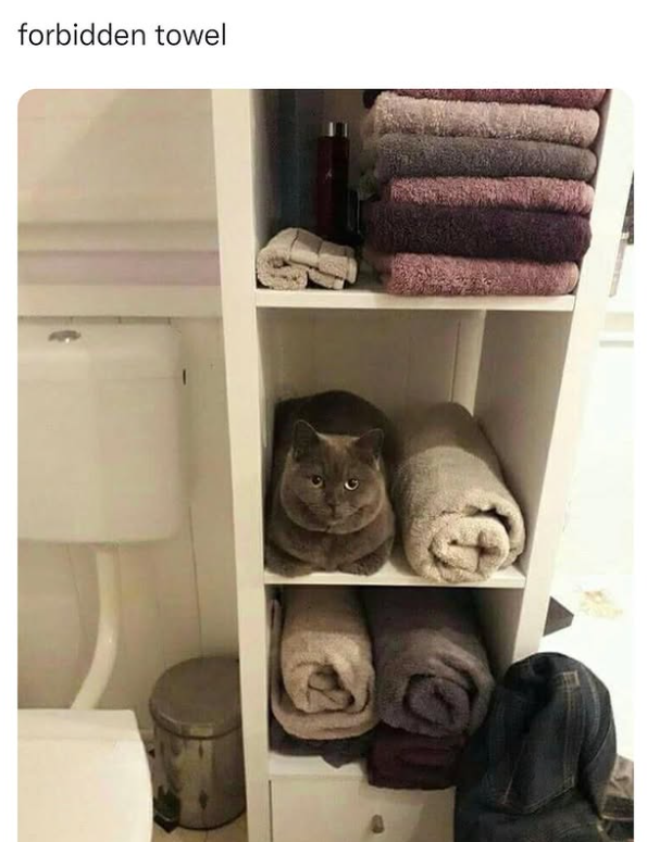 forbidden towel