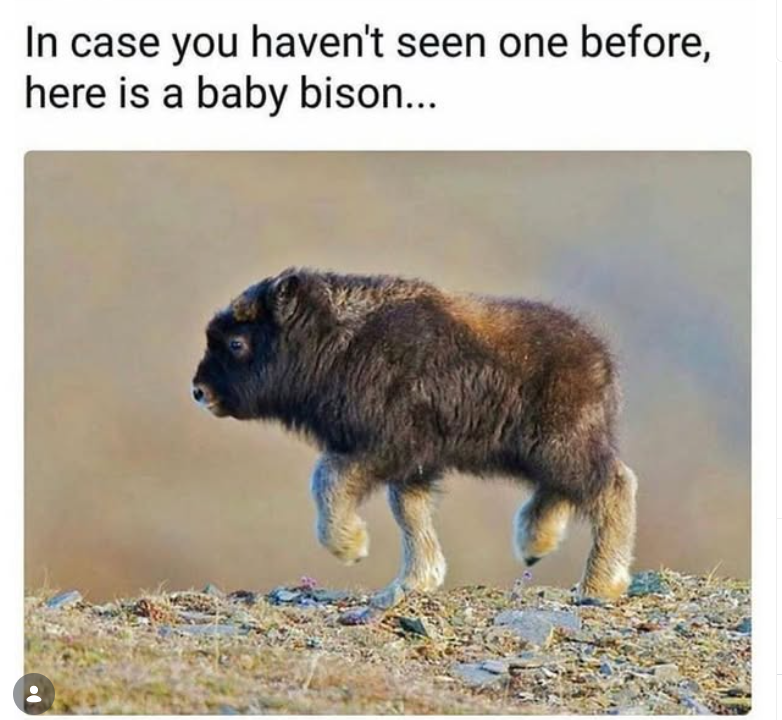 In case you haven't seen one before, here is a baby bison...