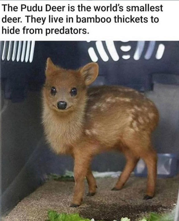 The Pudu Deer is the world's smallest deer. They live in bamboo thickets to hide from predators.