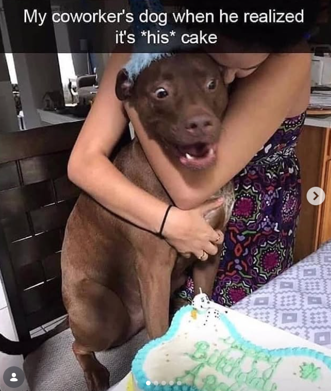 My coworker's dog when he realized it's *his* cake >