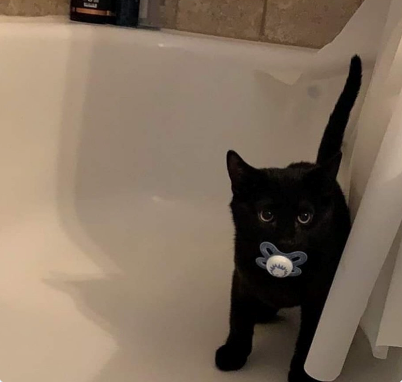 Cheezburger Image 10621615616