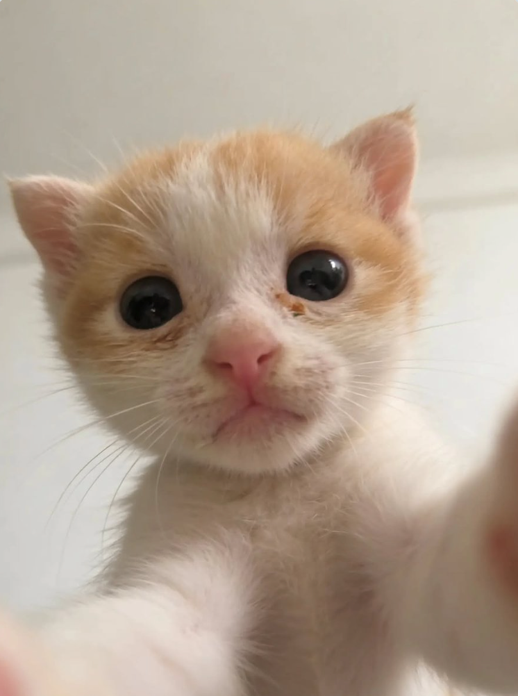 Cheezburger Image 10621615872