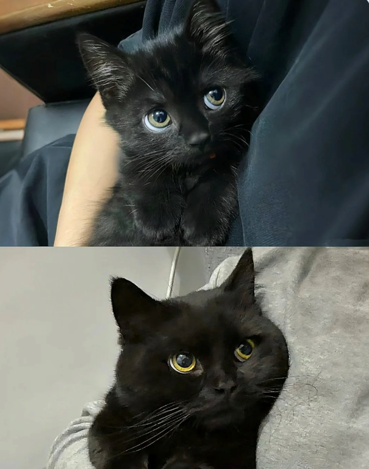 Cheezburger Image 10621616128