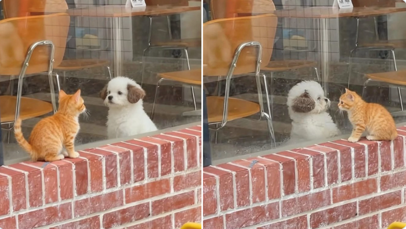 Cheezburger Image 10621616640