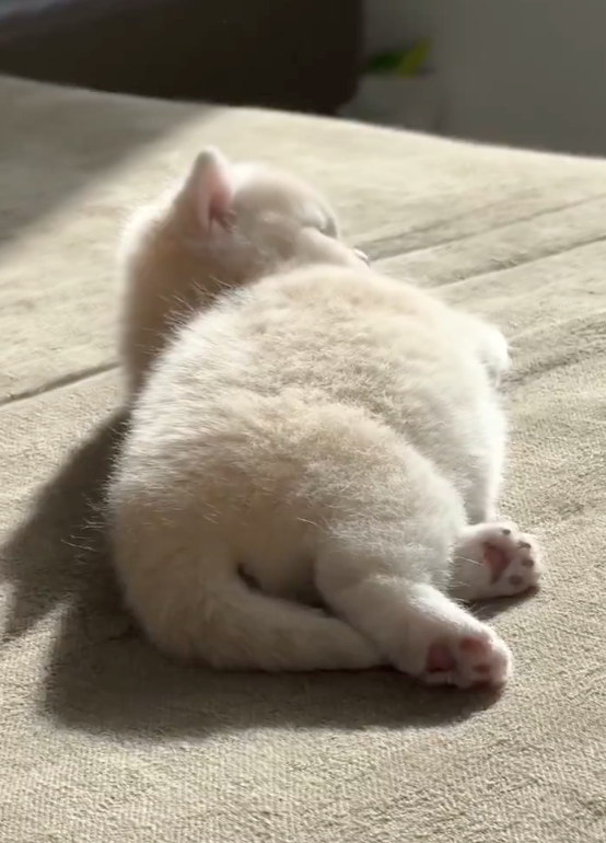 Cheezburger Image 10621617920