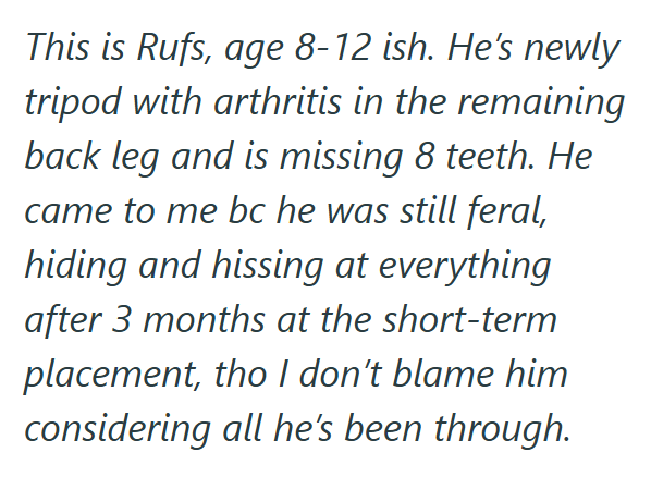 This is Rufs, age 8-12 ish. He's newly tripod with arthritis in the remaining back leg and is missing 8 teeth. He came to me bc he was still feral, hiding and hissing at everything after 3 months at the short-term placement, tho I don't blame him considering all he's been through.