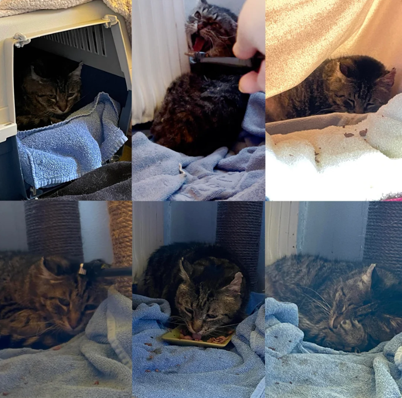 Cheezburger Image 10621626880