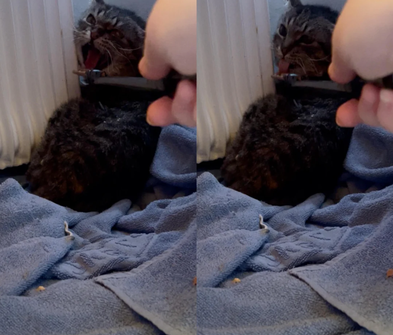 Cheezburger Image 10621627392