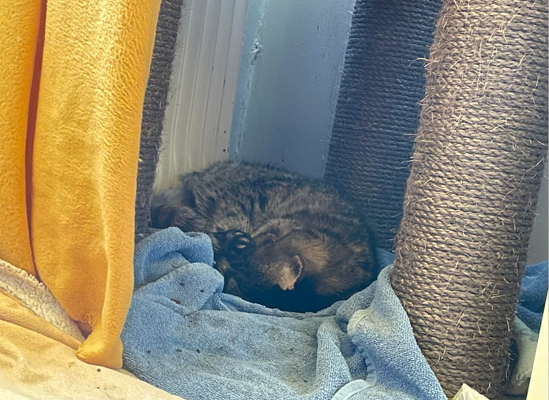 Cheezburger Image 10621628416