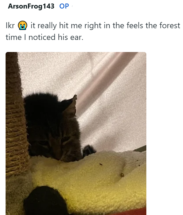 ArsonFrog 143 OP Ikr it really hit me right in the feels the forest time I noticed his ear.