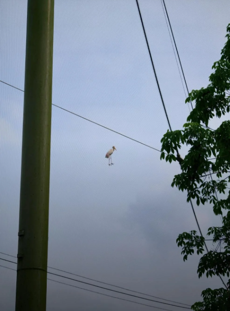 Cheezburger Image 10621637376