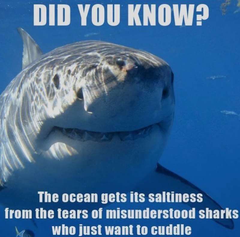 DID YOU KNOW? The ocean gets its saltiness from the tears of misunderstood sharks who just want to cuddle