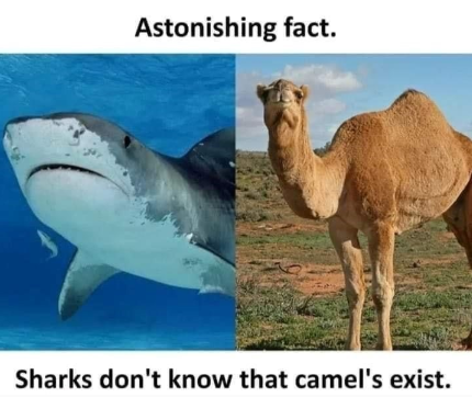 Astonishing fact. Sharks don't know that camel's exist.