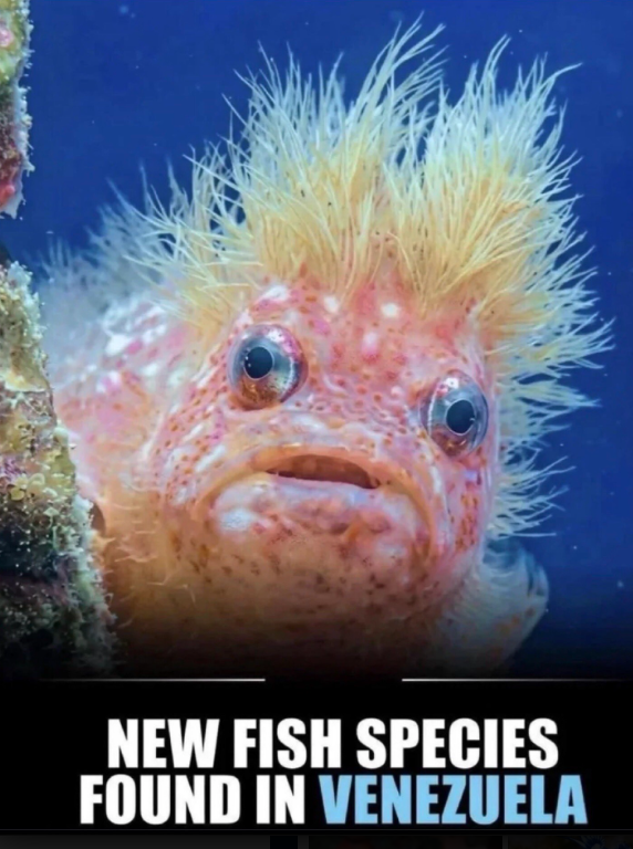 NEW FISH SPECIES FOUND IN VENEZUELA