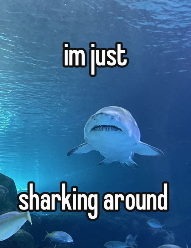 im just sharking around