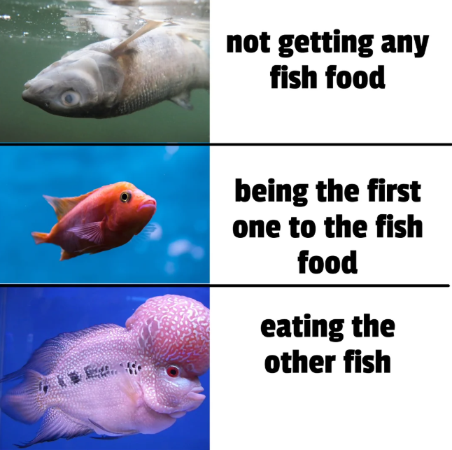 not getting any fish food being the first one to the fish food eating the other fish