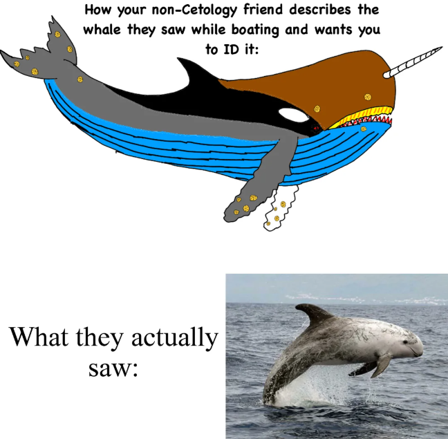 How your non-Cetology friend describes the whale they saw while boating and wants you to ID it: What they actually saw: