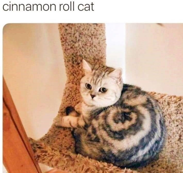 cinnamon roll cat