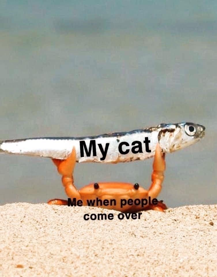 My cat Me when people come over