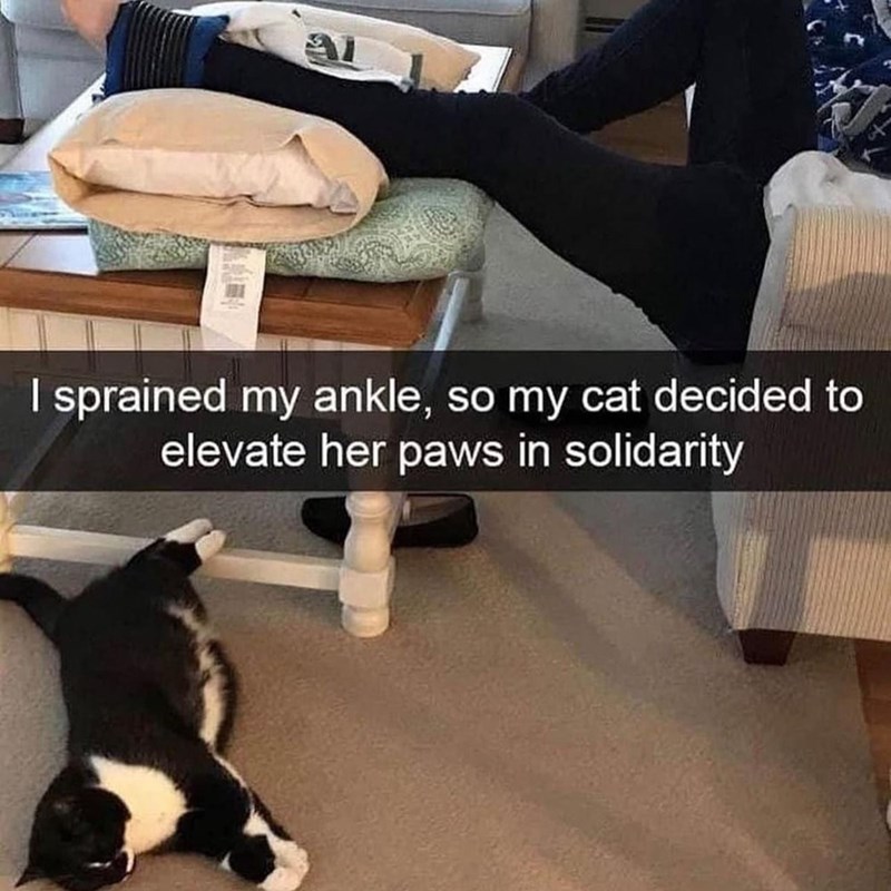 I sprained my ankle, so my cat decided to elevate her paws in solidarity