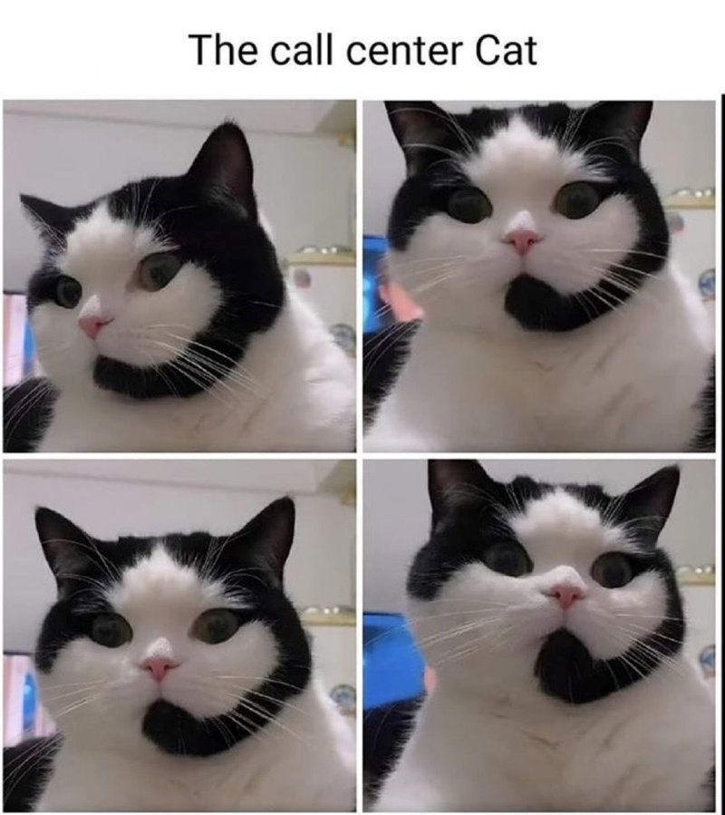 The call center Cat