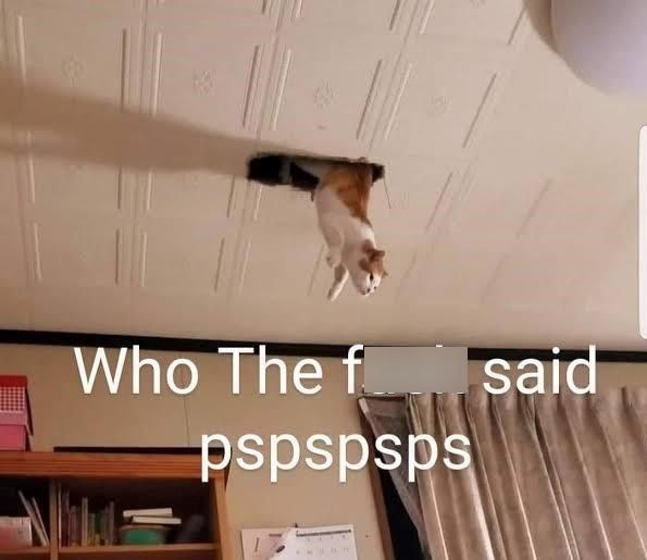 Who The f said pspspsps