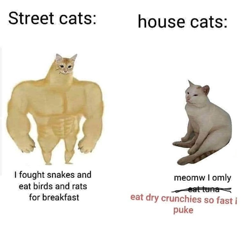 Street cats: house cats: I fought snakes and eat birds and rats for breakfast meomw I omly eat tuna eat dry crunchies so fast i puke