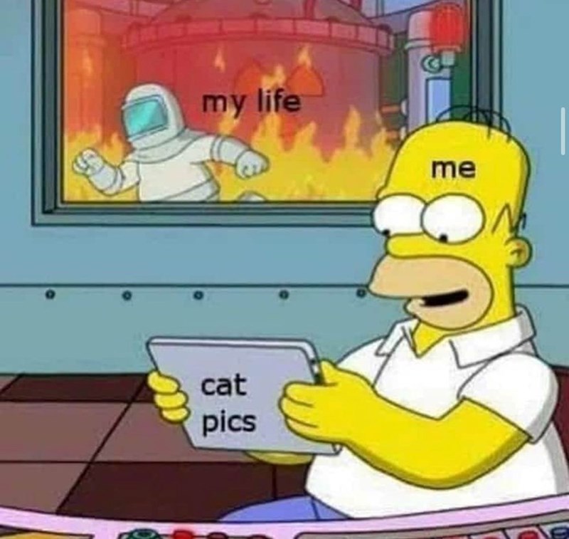 my life cat pics me