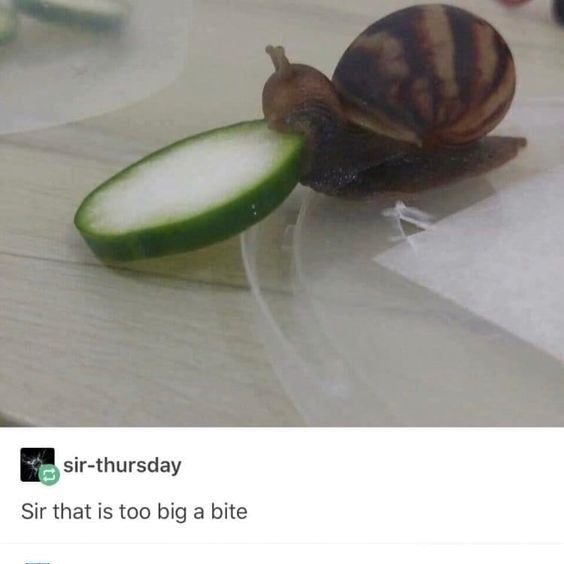 sir-thursday Sir that is too big a bite