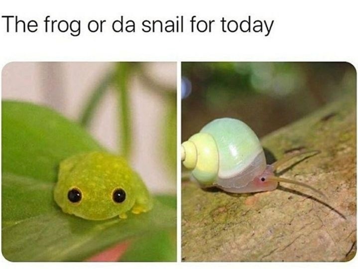 The frog or da snail for today