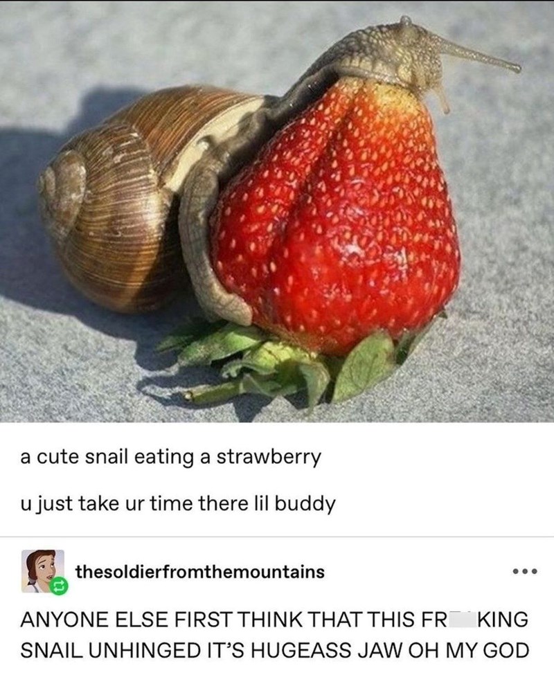 a cute snail eating a strawberry u just take ur time there lil buddy thesoldierfromthemountains ANYONE ELSE FIRST THINK THAT THIS FR KING SNAIL UNHINGED IT'S HUGEASS JAW OH MY GOD
