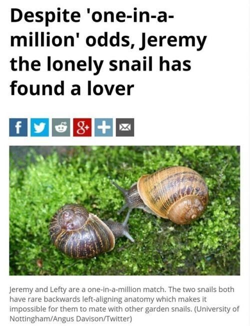 Despite 'one-in-a- million' odds, Jeremy the lonely snail has found a lover fy&+ 8++ Jeremy and Lefty are a one-in-a-million match. The two snails both have rare backwards left-aligning anatomy which makes it impossible for them to mate with other garden snails. (University of Nottingham/Angus Davison/Twitter)