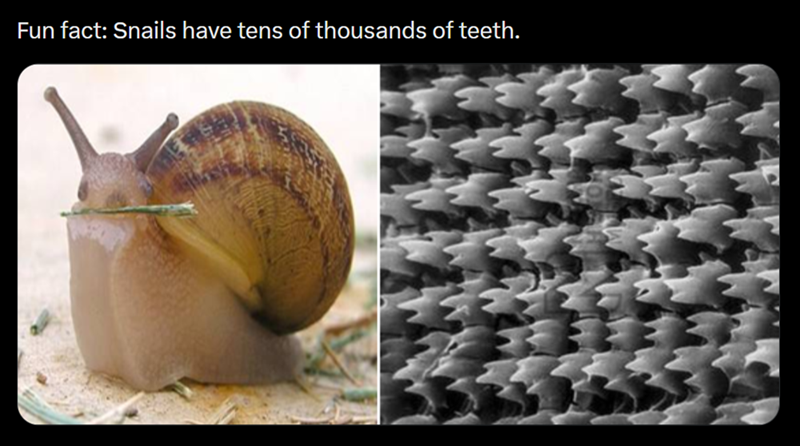 Fun fact: Snails have tens of thousands of teeth.