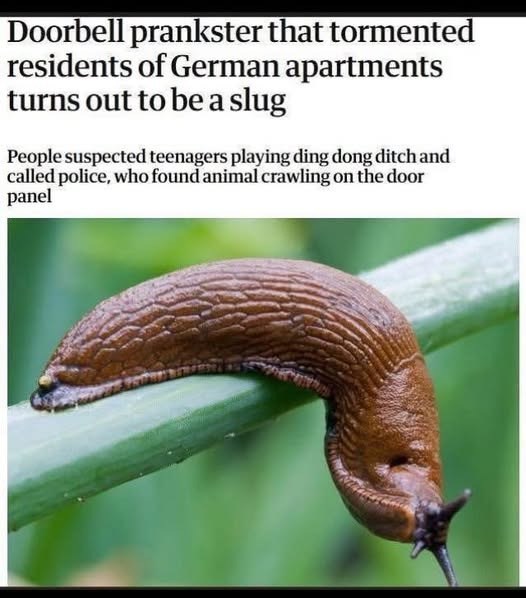 Doorbell prankster that tormented residents of German apartments turns out to be a slug People suspected teenagers playing ding dong ditch and called police, who found animal crawling on the door panel