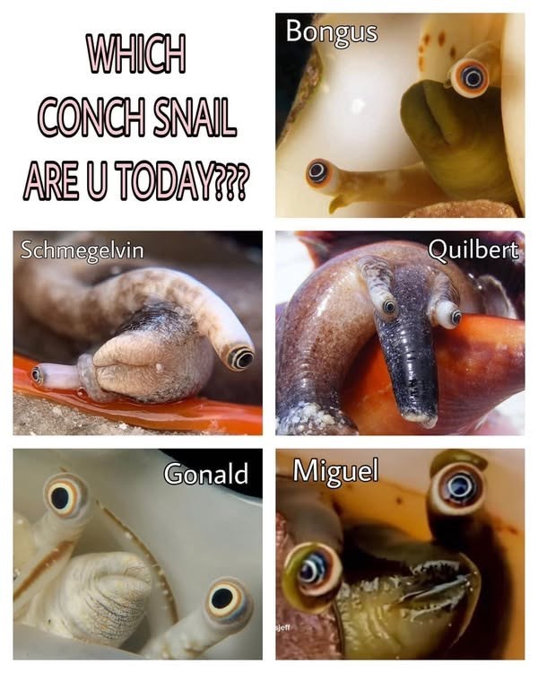 WHICH CONCH SNAIL ARE U TODAY??? Bongus Schmegelvin Gonald Miguel jeff Quilbert
