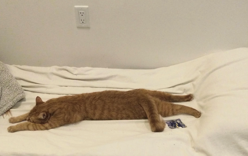 Cheezburger Image 10621674240