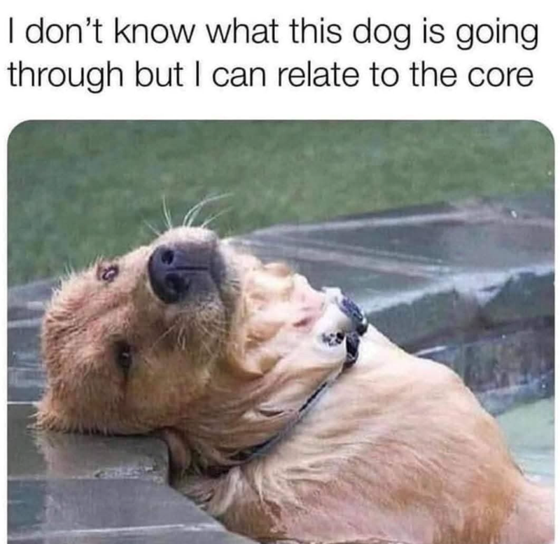 I don't know what this dog is going through but I can relate to the core