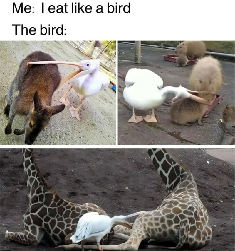 Me: I eat like a bird The bird: