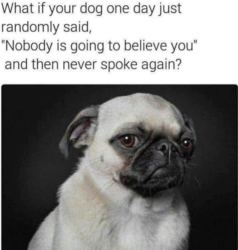 What if your dog one day just randomly said, "Nobody is going to believe you" and then never spoke again?
